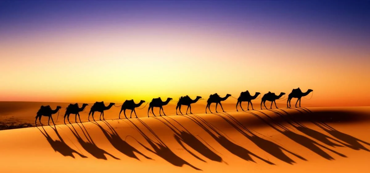 خلاصه کامل کتاب مونی و کاروان هایش اثر پیتر ترسن